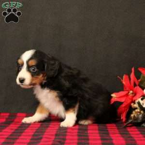 Oaklee, Mini Bernedoodle Puppy